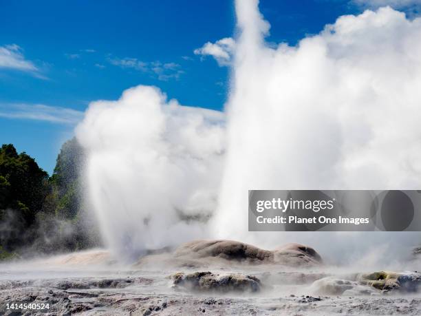 The spectacular geothermal area of Rotorua in New Zealand's North Island- Pohutu Geyser d.