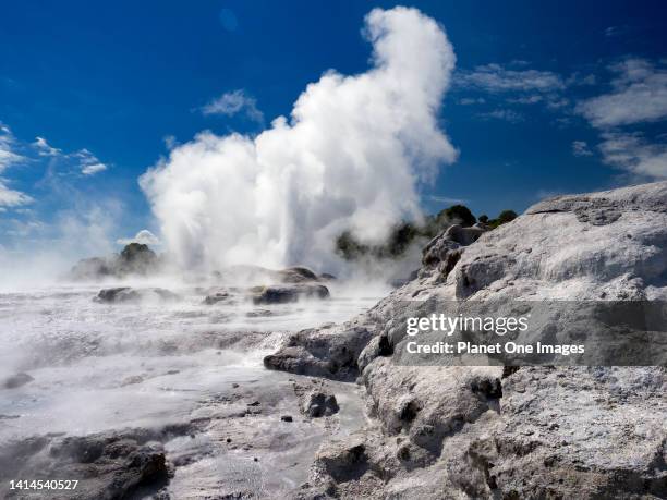 The spectacular geothermal area of Rotorua in New Zealand's North Island- Pohutu Geyser d.