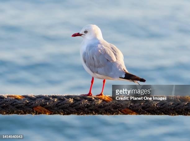Seagull perching on a rope in Auckland Harbor New Zealand.