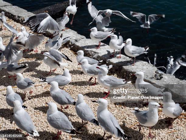 Seabirds congregate in Akaroa Harbour New Zealand.