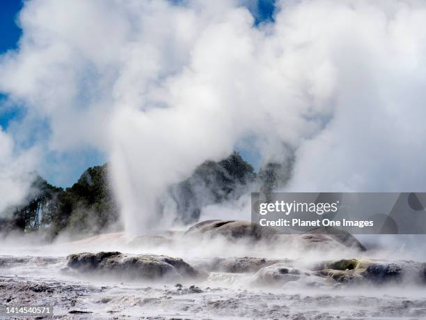 The spectacular geothermal area of Rotorua in New Zealand's North Island- Pohutu Geyser c.