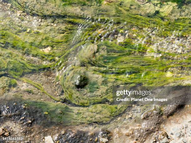 The spectacular Waiotapu Thermal Area in Rotorua New Zealand's North Island-extremophile algae growing in a boiling pool.