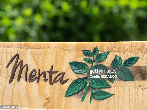 Mint plants, Mentha, Lamiaceae, Trentino, Italy, Europe.