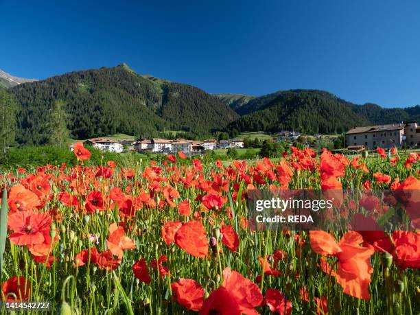 19 Rumo Trentino Stock Photos, HighRes Pictures, and Images Getty Images