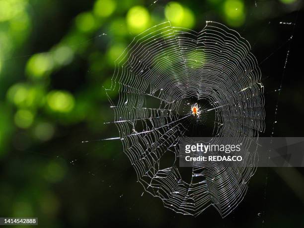 Spider web in the woods, Vallagarina, Trentino, Italy, Europe.