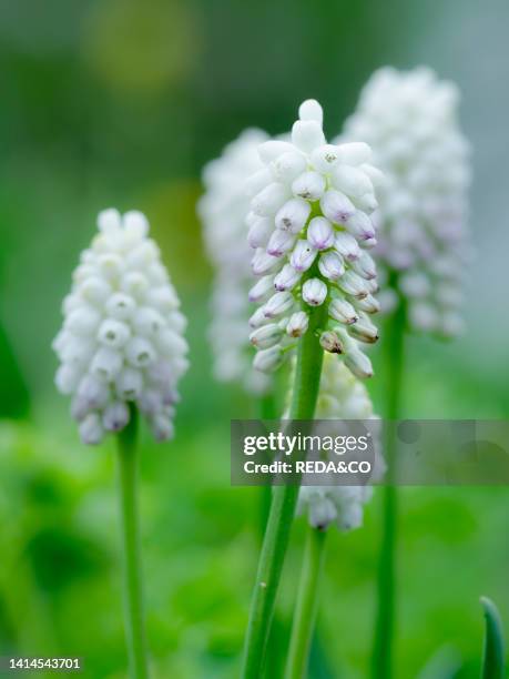 White grape hyacinth Muscari botryoides variety album Europe, Central Europe, Germany.