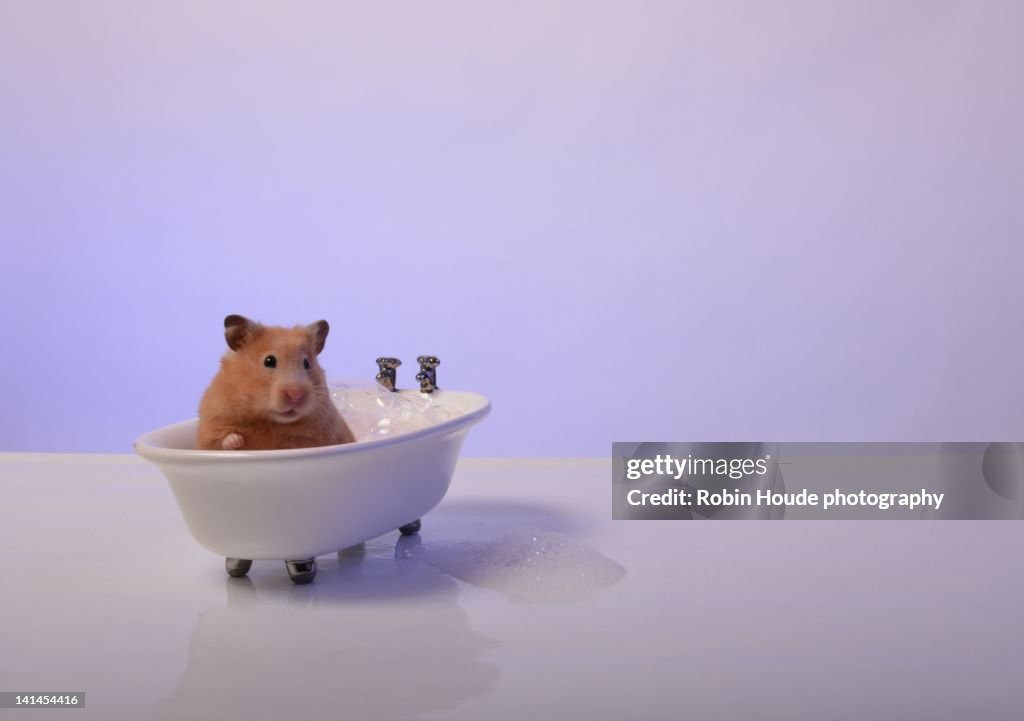 Hamster in bath