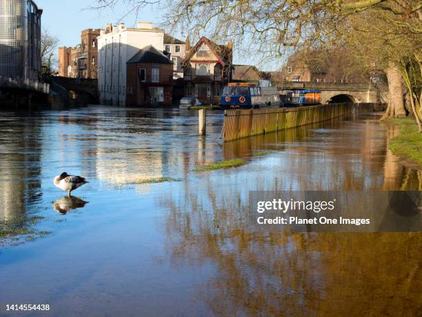 Flooded Thames by Folly Bridge in Oxford.