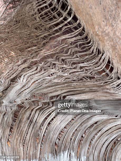 Close - up of a palm tree in Lima, Peru.