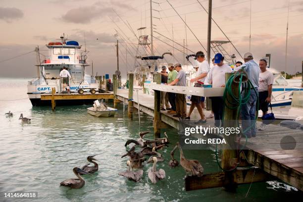 Florida, keys, islamorada, pelicans get crazy at the Robbie's marina.