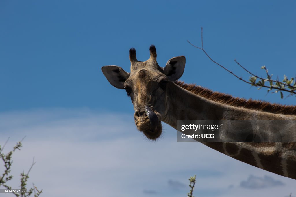 Namibia. Etosha National Park. Namibia