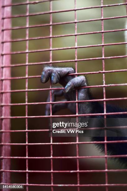 Captive rescued Panamanian white-faced capuchin, also known as the Panamanian white-headed capuchin or Central American white-faced capuchin, Costa...