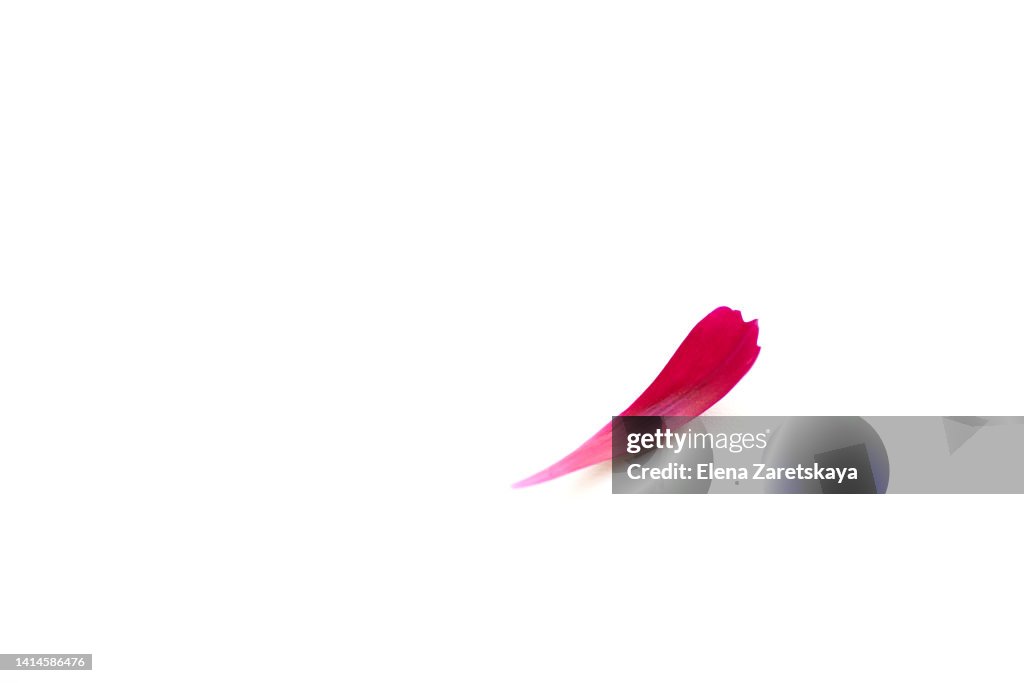 Petal on a white background