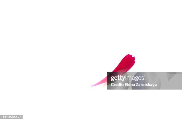 petal on a white background - pétalo fotografías e imágenes de stock