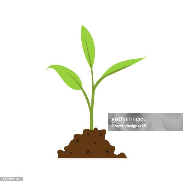 Seed Growing Cartoon High Res Illustrations - Getty Images Seed Growing Cartoon High Res Illustrations - Getty Images