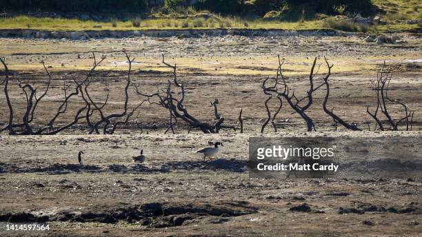Birds walk past old tree skeletons are exposed due to extremely low water levels at Colliford Lake near Bodmin on August 12, 2022 in Cornwall, United...