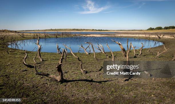 Old tree skeletons are exposed due to extremely low water levels at Colliford Lake near Bodmin on August 12, 2022 in Cornwall, United Kingdom. Water...