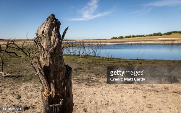 Old tree skeletons are exposed due to extremely low water levels at Colliford Lake near Bodmin on August 12, 2022 in Cornwall, United Kingdom. Water...