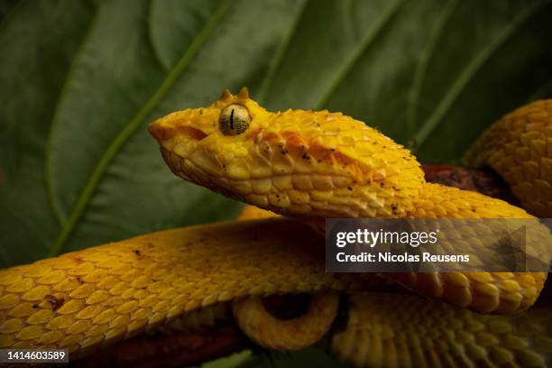 eyelash viper - sarapiquí stock-fotos und bilder