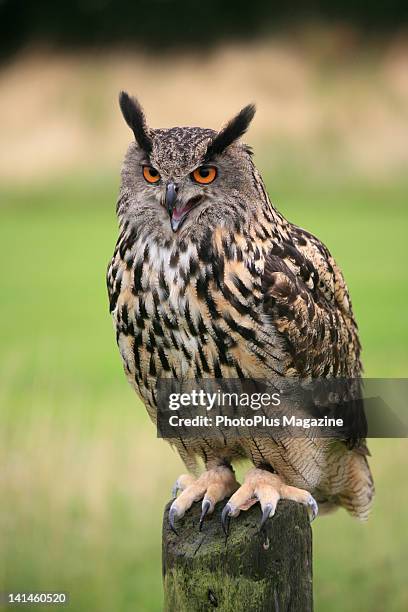 Eurasian Eagle-Owl perched on a wooden post at Gloucester Barn Owl Centre, on July 21, 2009.