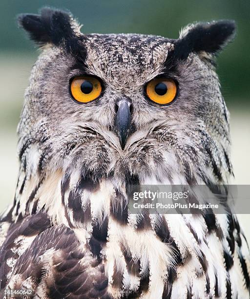 Close-up portrait of a Eurasian Eagle Owl, taken on July 21, 2009.