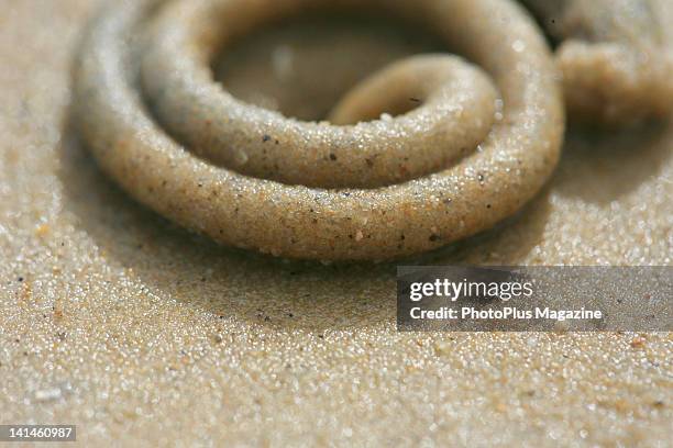 Detail of a lugworm on a beach around the Isle of Portland, taken on August 24, 2010.