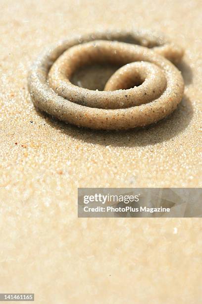 281 Sandworm Stock Photos, High-Res Pictures, and Images - Getty Images