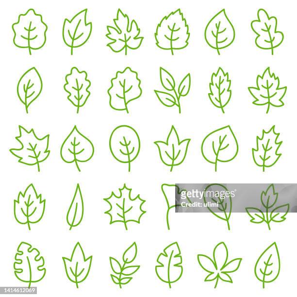 ilustraciones, imágenes clip art, dibujos animados e iconos de stock de hojas - oak leaf