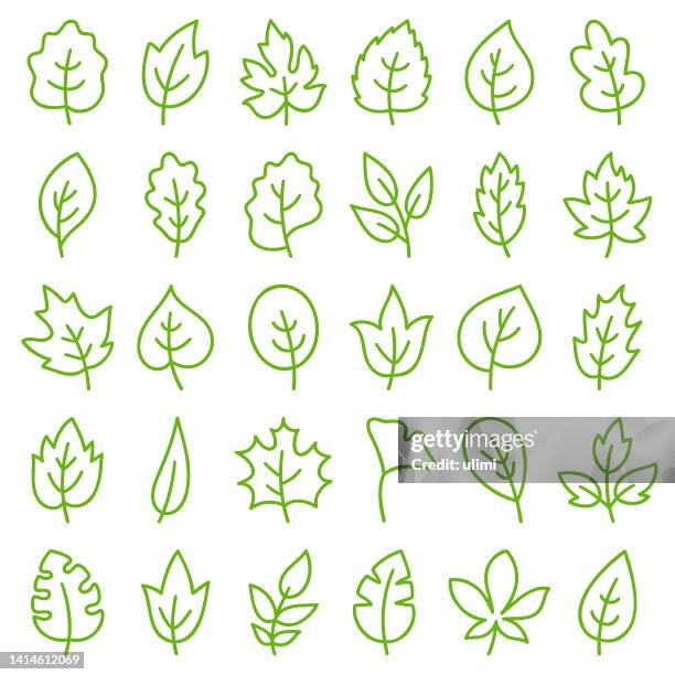leaves - chestnut tree stock illustrations
