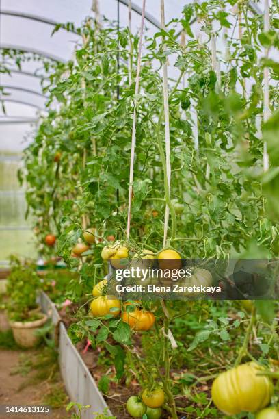 tomato greenhouse - sverige odla tomat bildbanksfoton och bilder