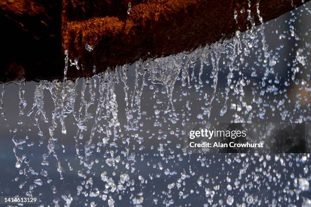 Water drips from the belly of a horse as it is cooled down after finishing a race at Newbury Racecourse on August 13, 2022 in Newbury, England.