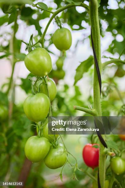 tomato greenhouse - sverige odla tomat bildbanksfoton och bilder