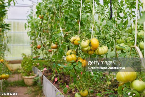 tomato greenhouse - sverige odla tomat bildbanksfoton och bilder
