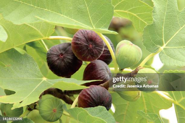 figs hanging from a tree - vijg stockfoto's en -beelden