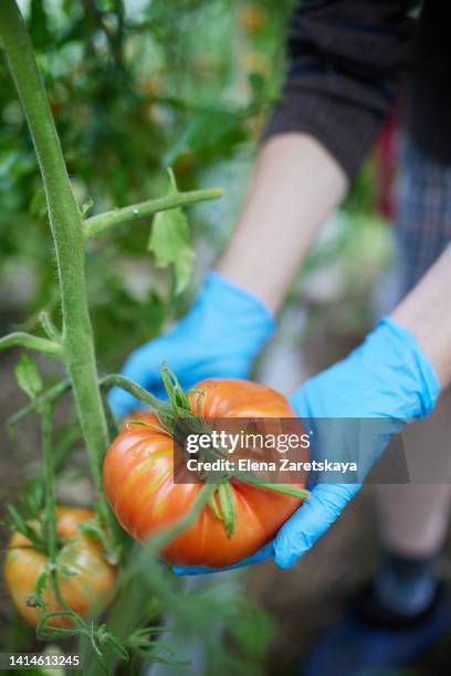 tomato greenhouse - sverige odla tomat bildbanksfoton och bilder