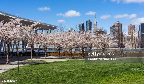 cherry blossoms and midtown manhattan skyline in new york - new york spring spectacular stock-fotos und bilder