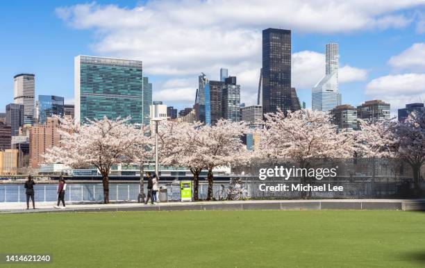 cherry blossoms and midtown manhattan skyline in new york - new york spring spectacular stock-fotos und bilder