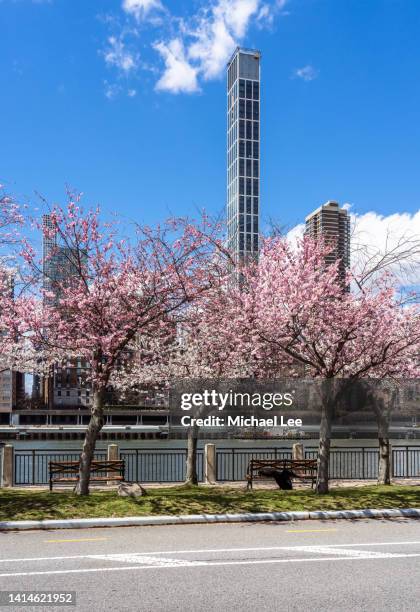 cherry blossoms on roosevelt island with sutton place skyline - 桜並木 ストックフォトと画像