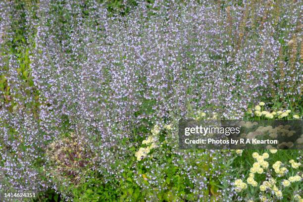 calamintha nepeta (lesser catmint) flowering in a july garden - calamintha stock pictures, royalty-free photos & images