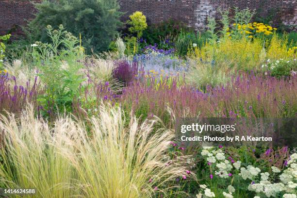 mid summer planting in an english garden - perennial stock-fotos und bilder