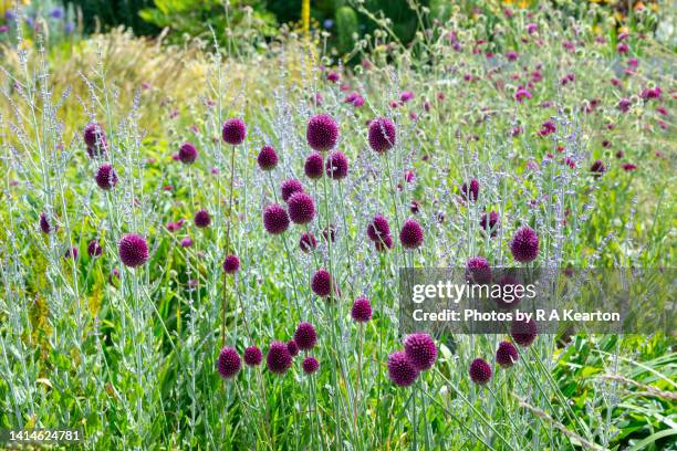 allium sphaerocephalon (drumstick allium) in a july garden - allium sphaerocephalon stock pictures, royalty-free photos & images