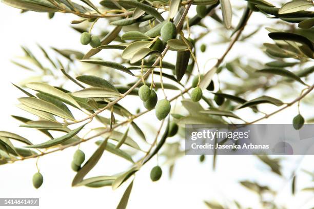 close-up of olives growing on tree - rama de olivo fotografías e imágenes de stock