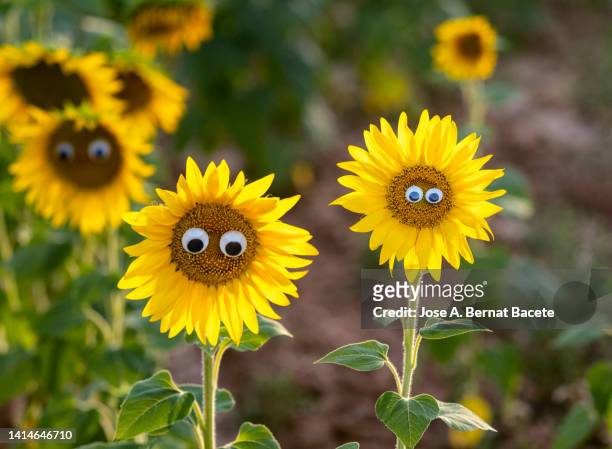 329 Sunflower Cartoon Photos and Premium High Res Pictures - Getty Images