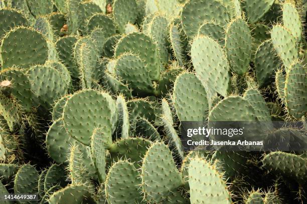 close-up of prickly pear cactus - green spiky plant stock pictures, royalty-free photos & images