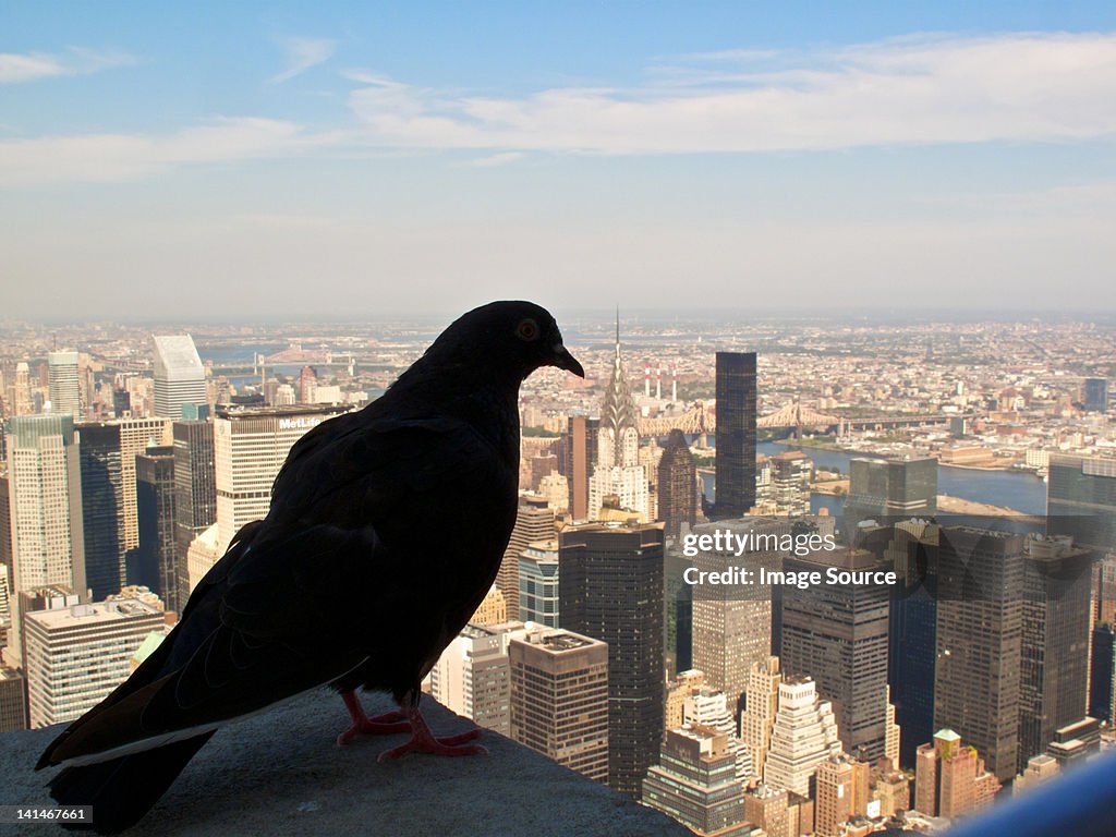 Pigeon looking down on New York City from ledge