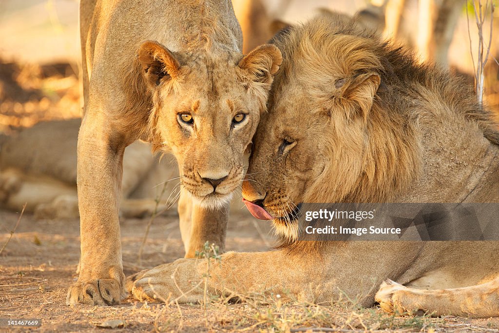 Zwei männliche Löwen in Simbabwe
