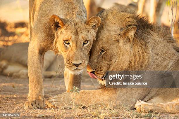 dos hombres lions en zimbabwe - zimbabwe fotografías e imágenes de stock