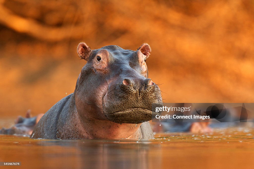 Hippopotamus rising from lake