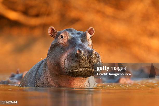 hippopotamus rising from lake - hipopótamo imagens e fotografias de stock