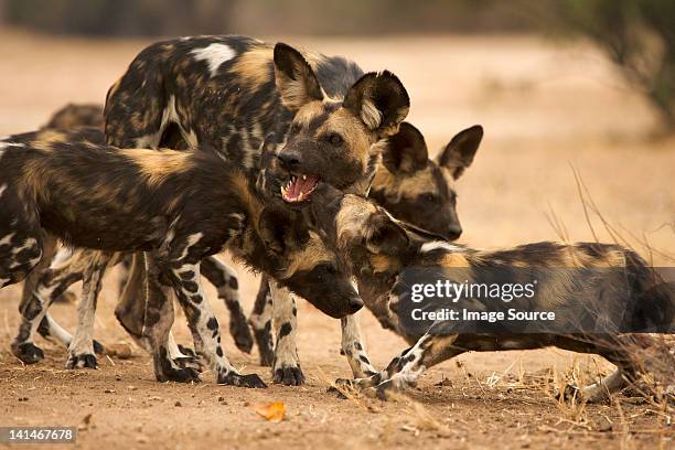 meute de chiens sauvage d'afrique - lycaon photos et images de collection